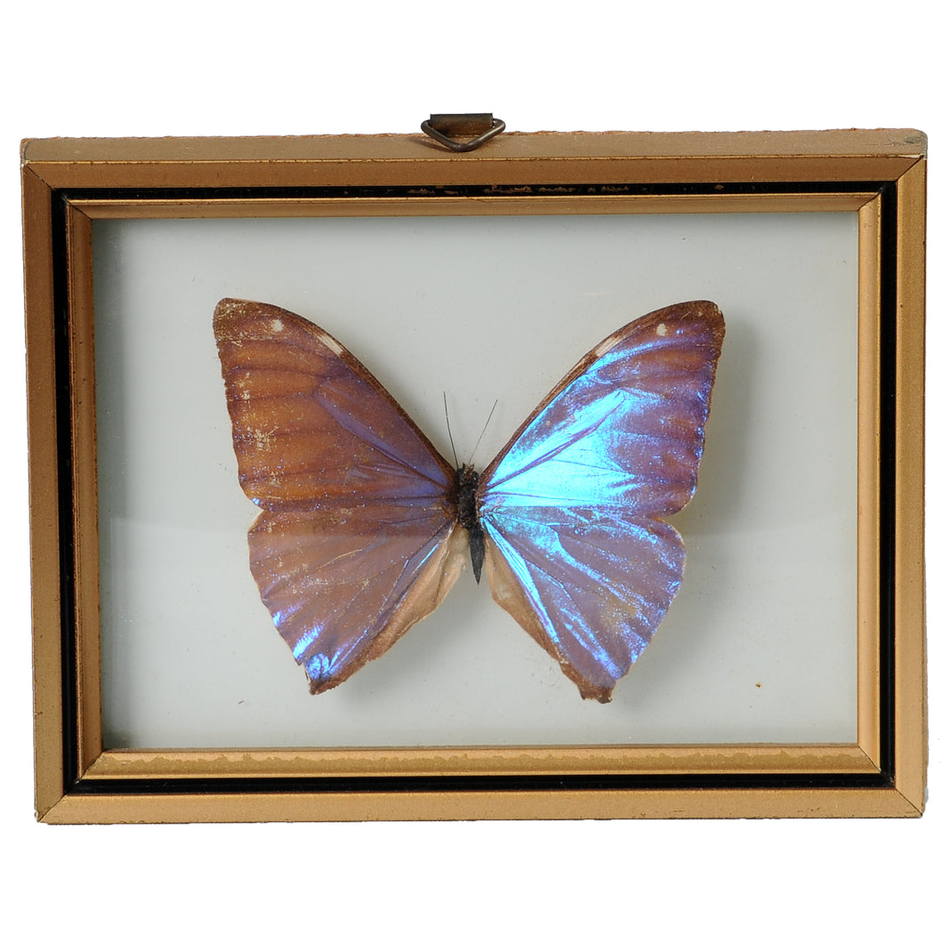 Iridescent butterfly Morpho 
